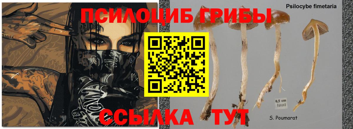 Псилоцибиновые грибы мицелий Кувандык